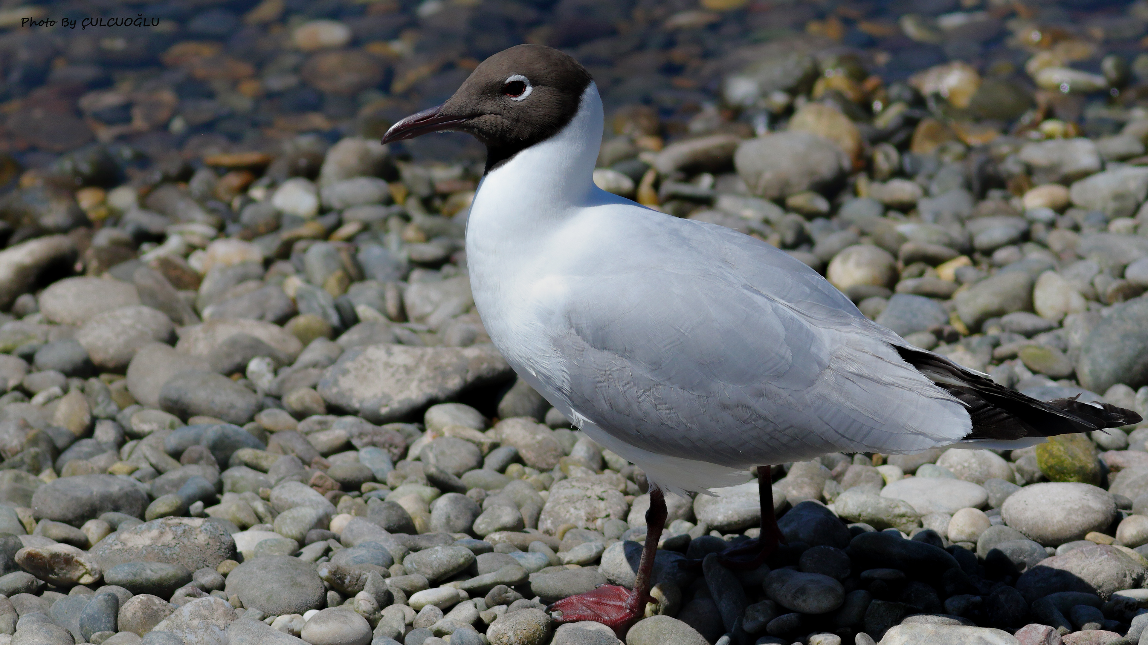Black-headed Gull